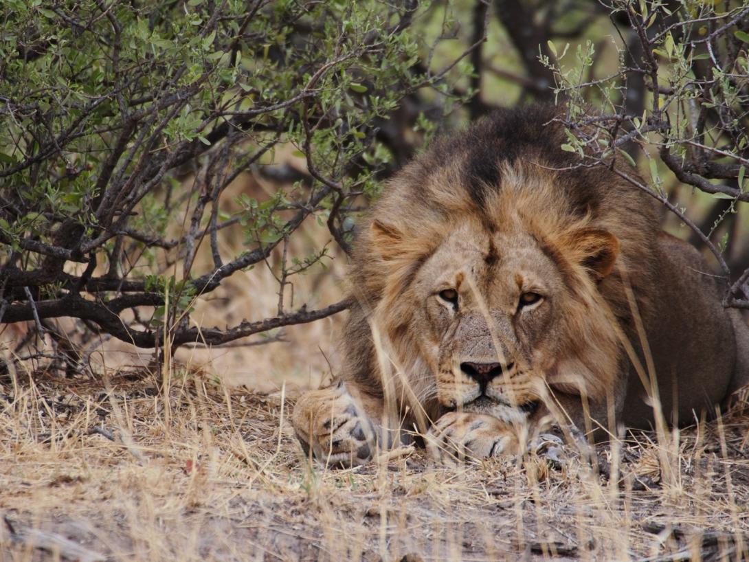 A lion is spotted by overseas volunteers doing wildlife conservation in Botswana. A lion rests in the shade at Wild at Tuli, the reserve where volunteers abroad work on wildlife conservation.